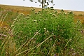 15 08 13_6918_edited-1